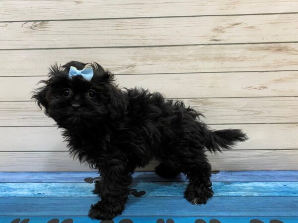 Shih Poo-DOG-Female-Black-13223-Petland Batavia, Illinois