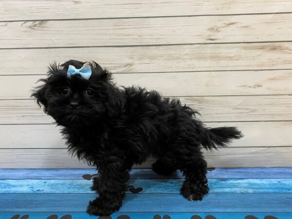 Shih Poo DOG Female Black 13223 Petland Batavia, Illinois