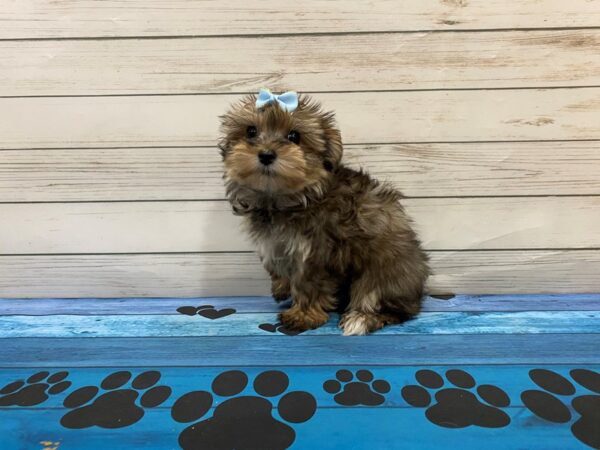 Morkie DOG Female Gold 13225 Petland Batavia, Illinois