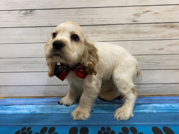 Cocker Spaniel DOG Male Buff 13217 Petland Batavia, Illinois