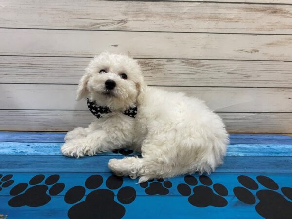 Bichon Frise DOG Male White 13215 Petland Batavia, Illinois