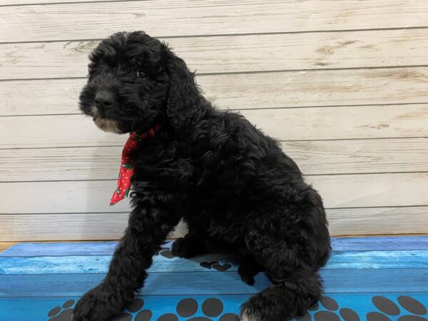 Goldendoodle DOG Male Black 13219 Petland Batavia, Illinois