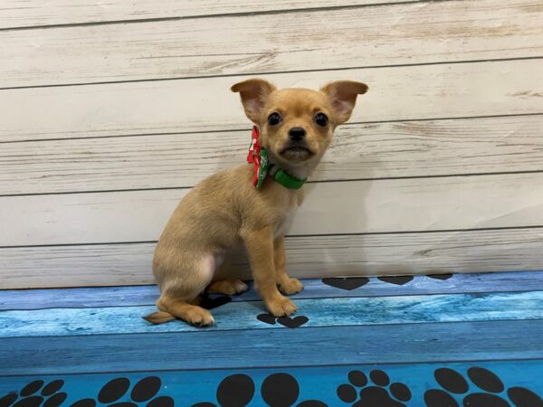 Chihuahua DOG Female Fawn 13216 Petland Batavia, Illinois