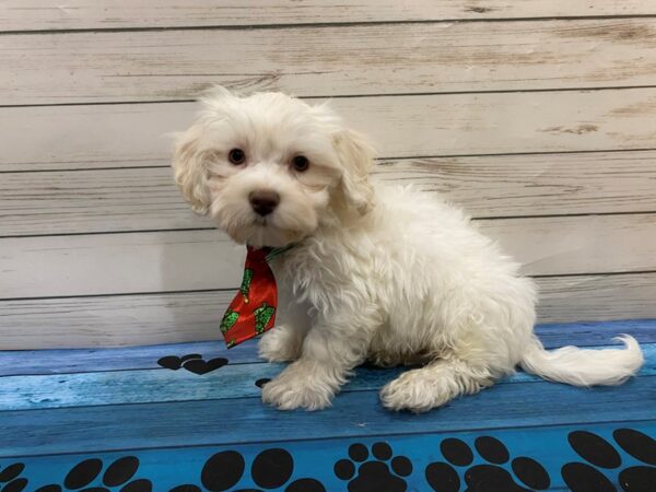 Havachon DOG Male Cream 13222 Petland Batavia, Illinois