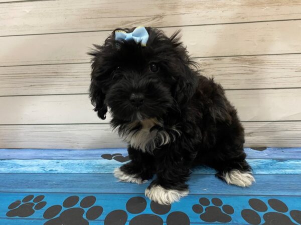 Havachon-DOG-Female-Black-13221-Petland Batavia, Illinois