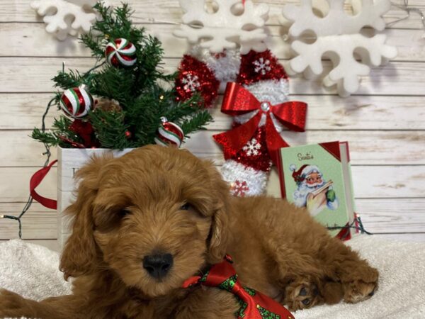 Goldendoodle Mini 2nd Gen-DOG-Male-Golden-21423-Petland Batavia, Illinois