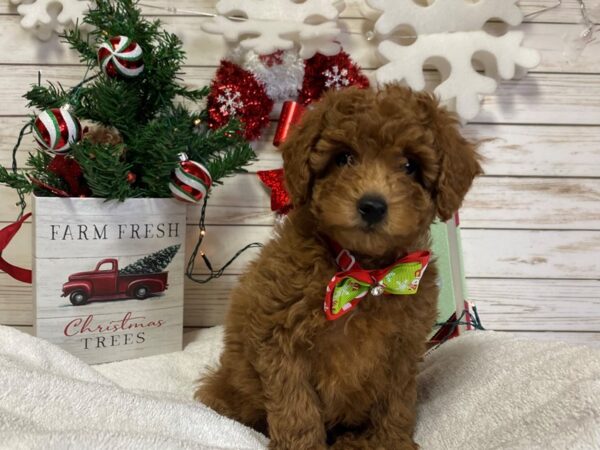 Goldendoodle Mini 2nd Gen-DOG-Male-Golden-21422-Petland Batavia, Illinois