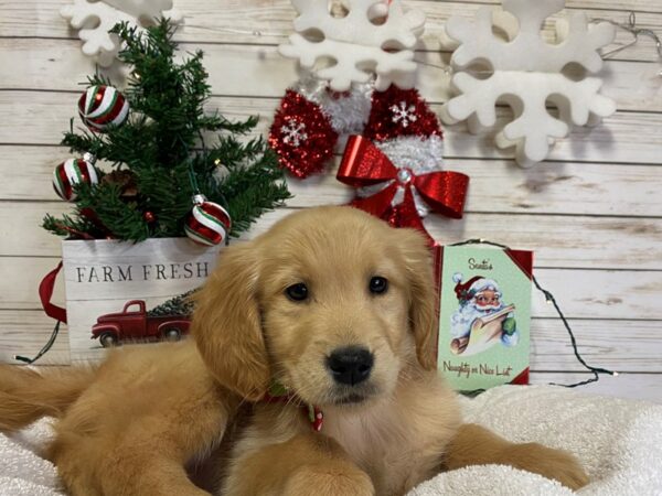 Golden Retriever-DOG-Female-Golden-21421-Petland Batavia, Illinois