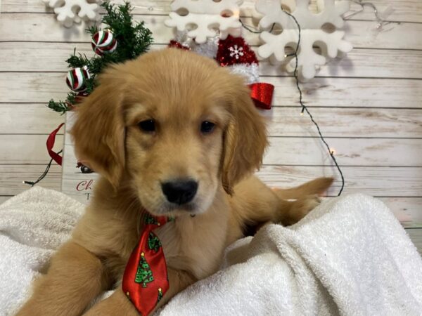 Golden Retriever-DOG-Male-Golden-21420-Petland Batavia, Illinois