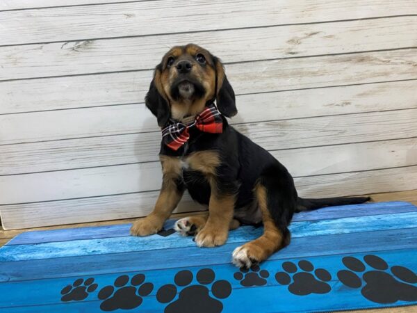 Cocker Spaniel/Beagle-DOG-Female-Black / Tan-13220-Petland Batavia, Illinois