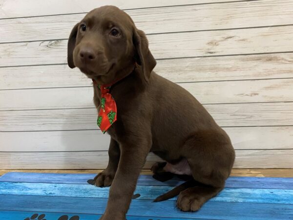 Labrador Retriever DOG Male Chocolate 13218 Petland Batavia, Illinois