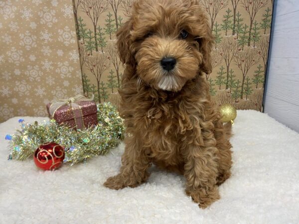 Goldendoodle Mini 2nd Gen DOG Female Red, white markings 21181 Petland Batavia, Illinois