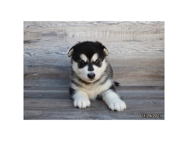 Alaskan Malamute DOG Female Gray / White 21433 Petland Batavia, Illinois