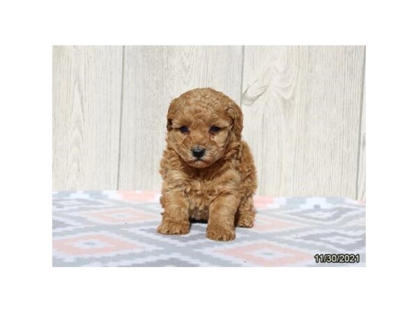 Poodle Mini DOG Female Red 21435 Petland Batavia, Illinois