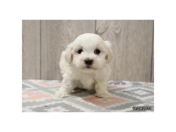 Coton De Tulear DOG Female White 21437 Petland Batavia, Illinois