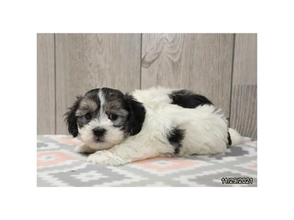 Coton De Tulear DOG Male Black / White 21438 Petland Batavia, Illinois