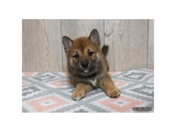 Shiba Inu-DOG-Male-Red-21436-Petland Batavia, Illinois