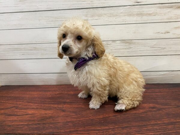 Poodle Mini DOG Female Apricot 13233 Petland Batavia, Illinois