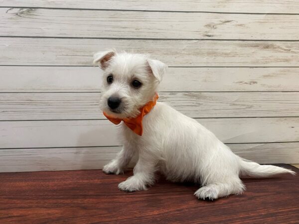 West Highland White Terrier DOG Male White 13234 Petland Batavia, Illinois