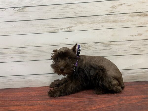 Miniature Schnauzer-DOG-Female-Chocolate-13232-Petland Batavia, Illinois