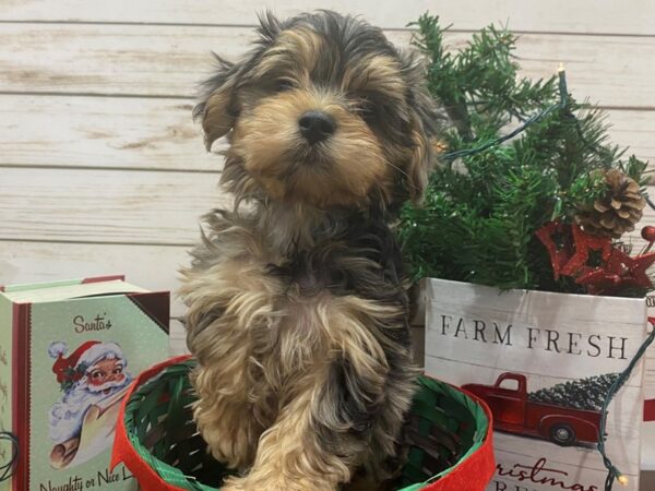 Maltese/Dachshund DOG Female Blue / Cream 21442 Petland Batavia, Illinois