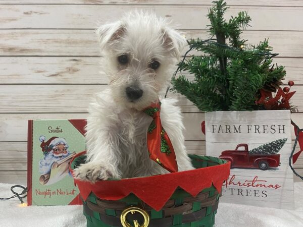 West Highland White Terrier DOG Male White 21443 Petland Batavia, Illinois