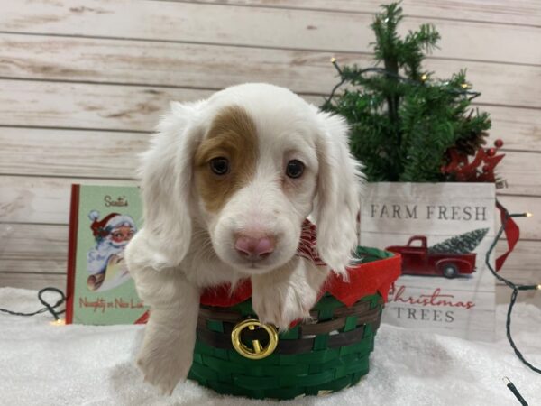 Dachshund-DOG-Female-White / Cream-21447-Petland Batavia, Illinois