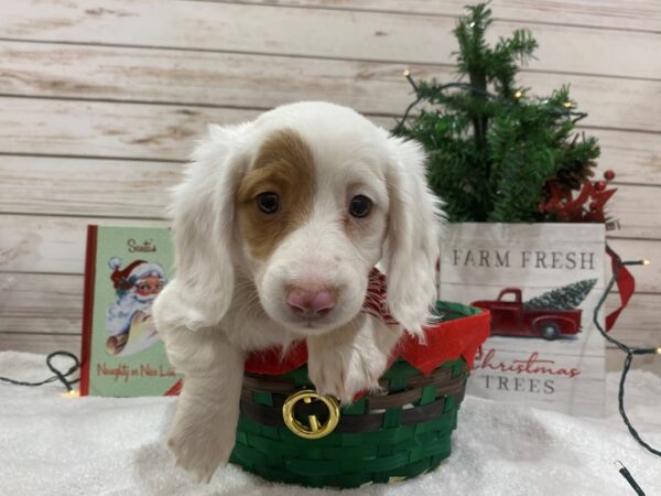 Dachshund DOG Female White / Cream 21447 Petland Batavia, Illinois