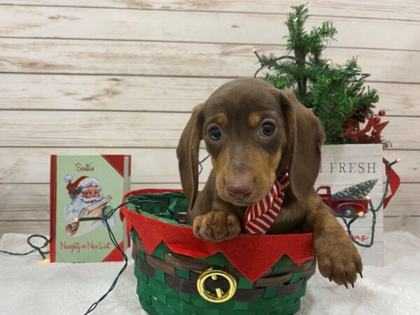 Dachshund DOG Female Chocolate 21446 Petland Batavia, Illinois