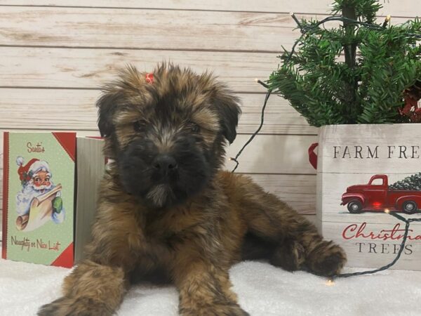 Soft Coated Wheaten Terrier DOG Female Wheaten 21445 Petland Batavia, Illinois