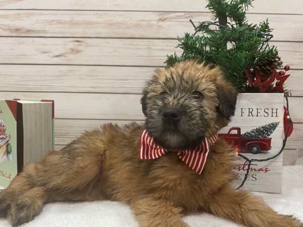 Soft Coated Wheaten Terrier DOG Female Wheaten 21444 Petland Batavia, Illinois