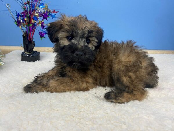 Soft Coated Wheaten Terrier DOG Male Wheaten 21214 Petland Batavia, Illinois