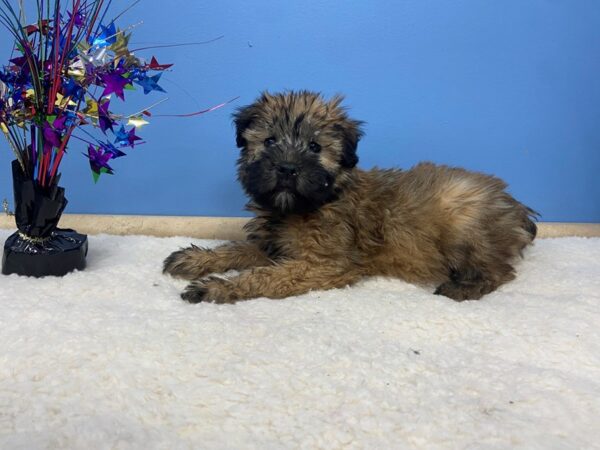 Soft Coated Wheaten Terrier DOG Female Wheaten 21211 Petland Batavia, Illinois