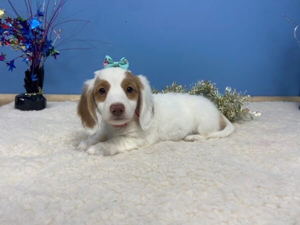 Dachshund DOG Female White / Cream 21205 Petland Batavia, Illinois