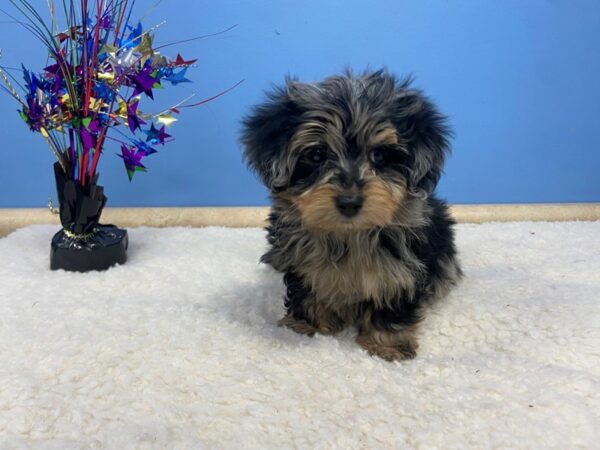 Maltese/Dachshund DOG Male Blue / Cream 21218 Petland Batavia, Illinois