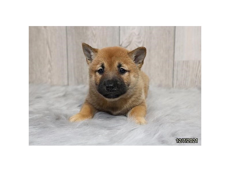 Shiba Inu Puppy Red ID:13251 Located at Petland Batavia, Illinois