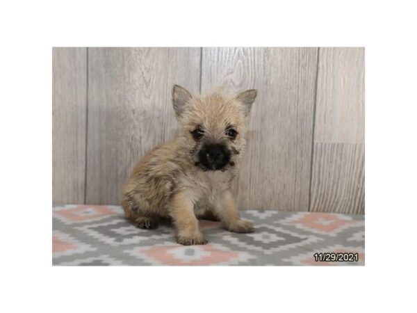 Cairn Terrier DOG Male Wheaten 13248 Petland Batavia, Illinois