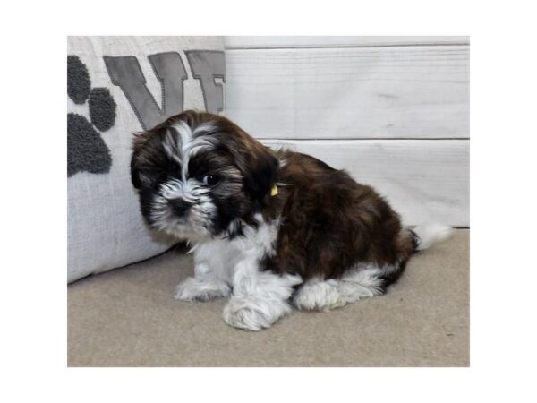 Shih Tzu DOG Female Brindle / White 13242 Petland Batavia, Illinois