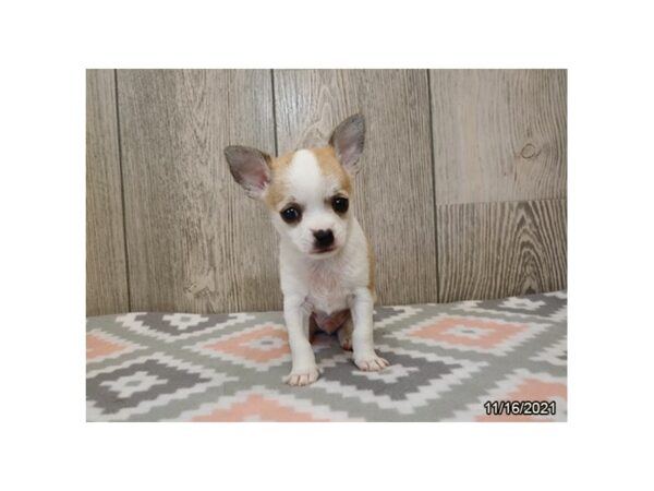 Chihuahua-DOG-Male-Fawn-21226-Petland Batavia, Illinois