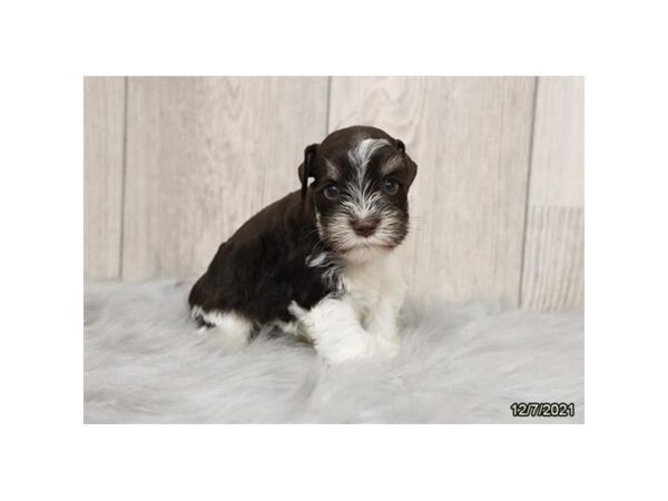 Miniature Schnauzer-DOG-Male-Chocolate-21453-Petland Batavia, Illinois