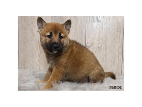 Shiba Inu DOG Male Red 21454 Petland Batavia, Illinois
