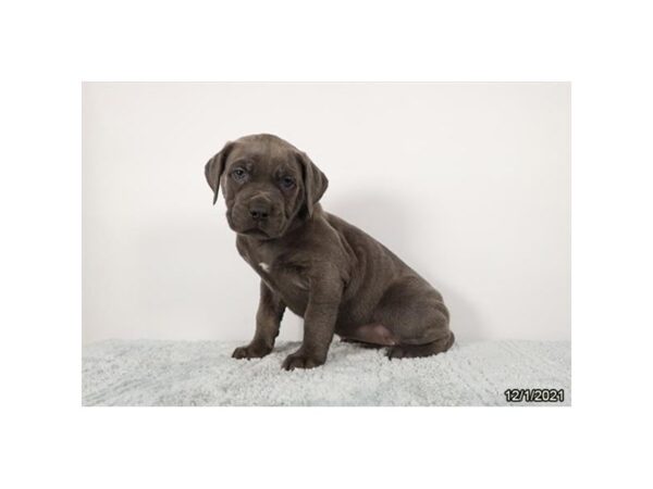 Cane Corso DOG Female Blue Brindle 21455 Petland Batavia, Illinois