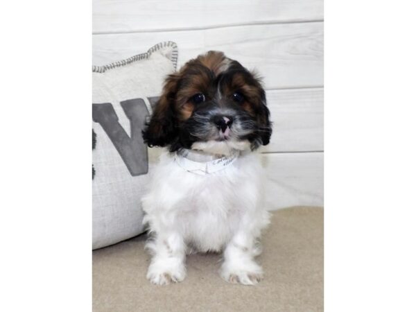 Shih Tzu/Teddy Bear DOG Male White / Gold 21223 Petland Batavia, Illinois