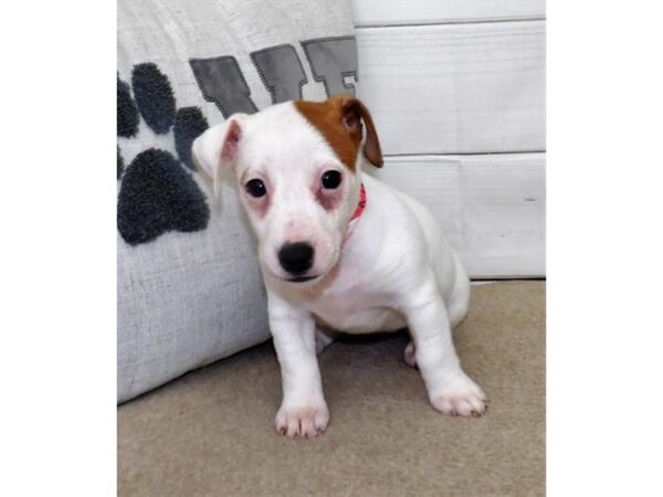 Jack Russell Terrier DOG Female White / Red 21450 Petland Batavia, Illinois