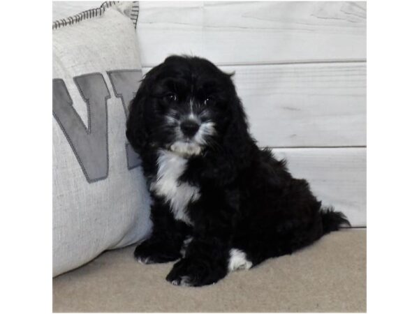 Cock A Poo DOG Female Black 21451 Petland Batavia, Illinois