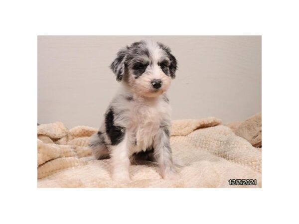 Aussiedoodle-DOG-Female-Blue Merle-21452-Petland Batavia, Illinois