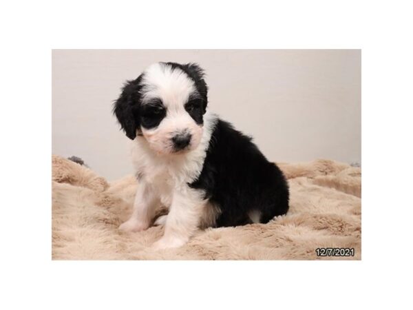 Aussiedoodle-DOG-Male-Black / White-13247-Petland Batavia, Illinois