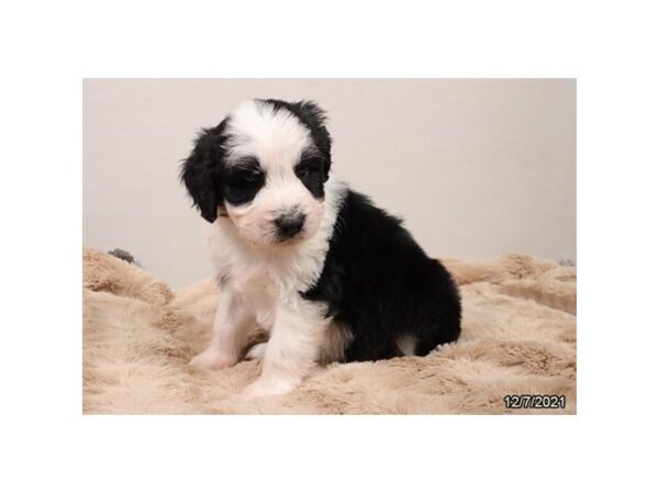 Aussiedoodle DOG Male Black / White 13247 Petland Batavia, Illinois