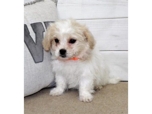Teddy Bear-DOG-Female-Cream-13252-Petland Batavia, Illinois