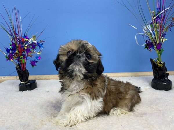 Shih Tzu DOG Male Brindle and White 21235 Petland Batavia, Illinois